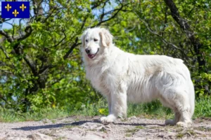 Read more about the article Kuvasz breeders and puppies in Île-de-France