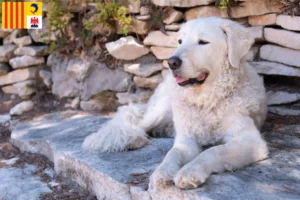 Read more about the article Kuvasz breeders and puppies in Provence-Alpes-Côte d’Azur