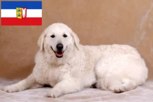 Read more about the article Kuvasz breeders and puppies in Schleswig-Holstein