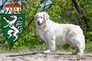 Read more about the article Kuvasz breeders and puppies in Styria