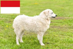 Read more about the article Kuvasz breeders and puppies in Vienna