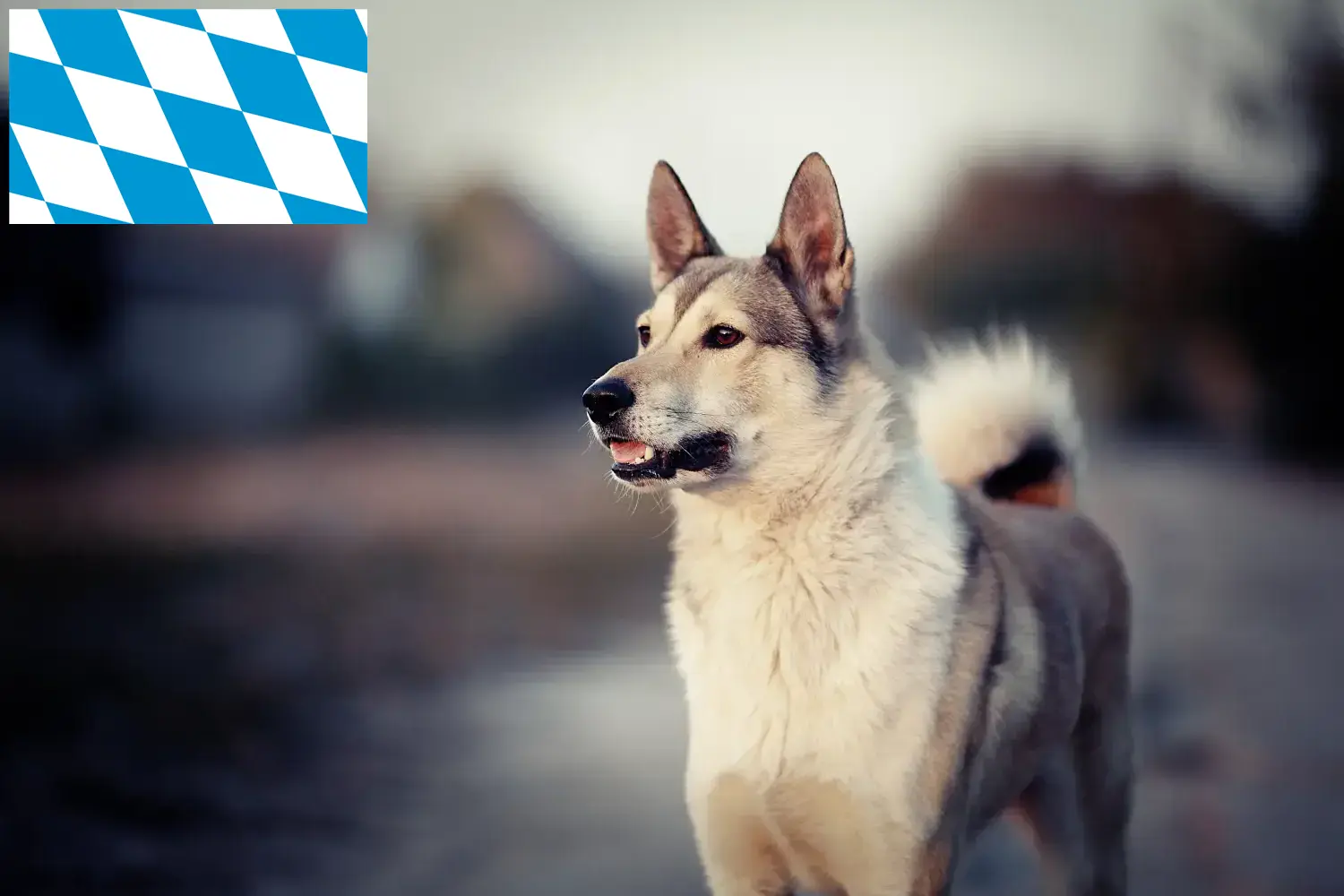 Read more about the article Laika breeders and puppies in Bavaria