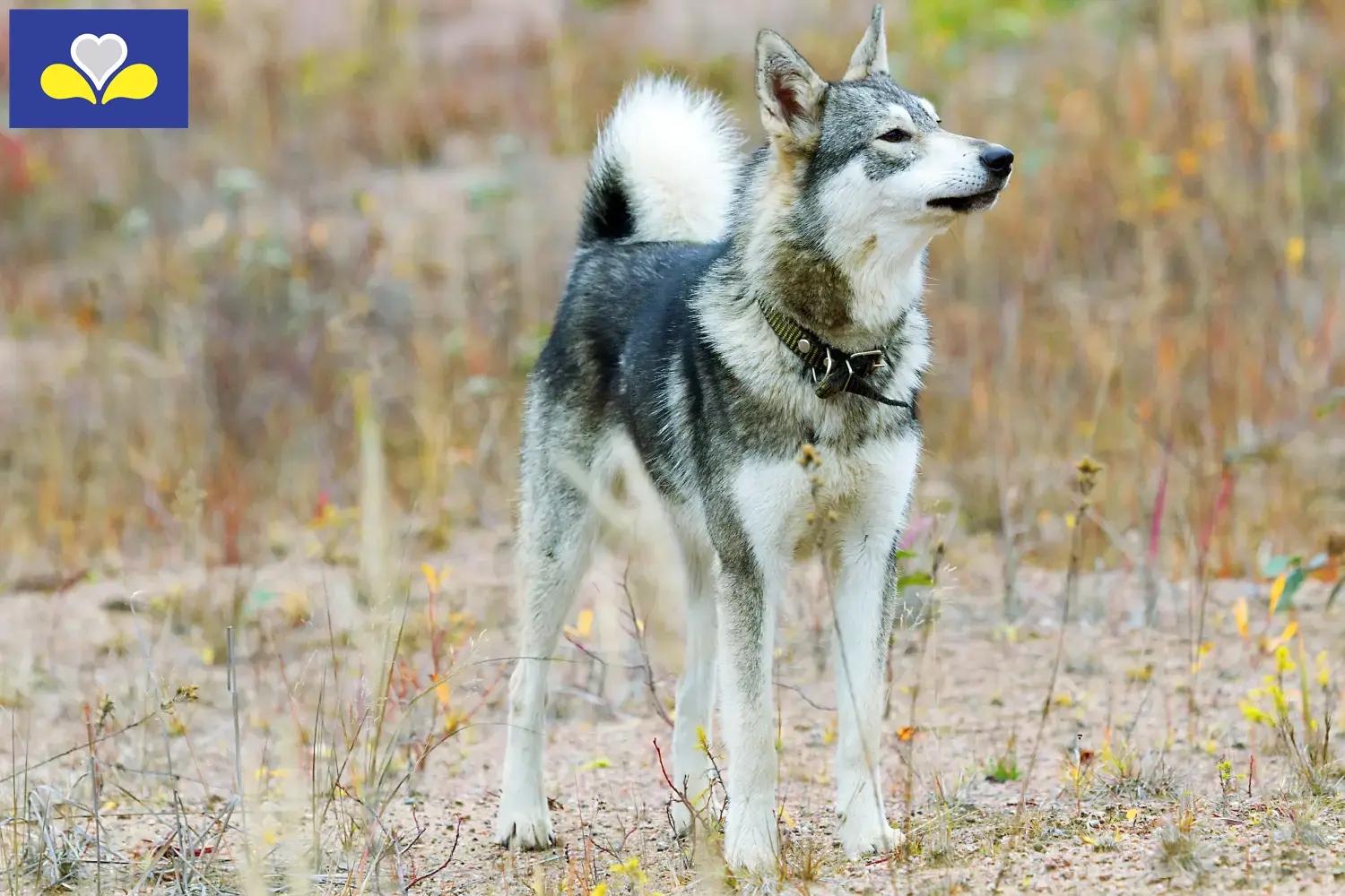 Read more about the article Laika breeders and puppies in the Brussels-Capital Region