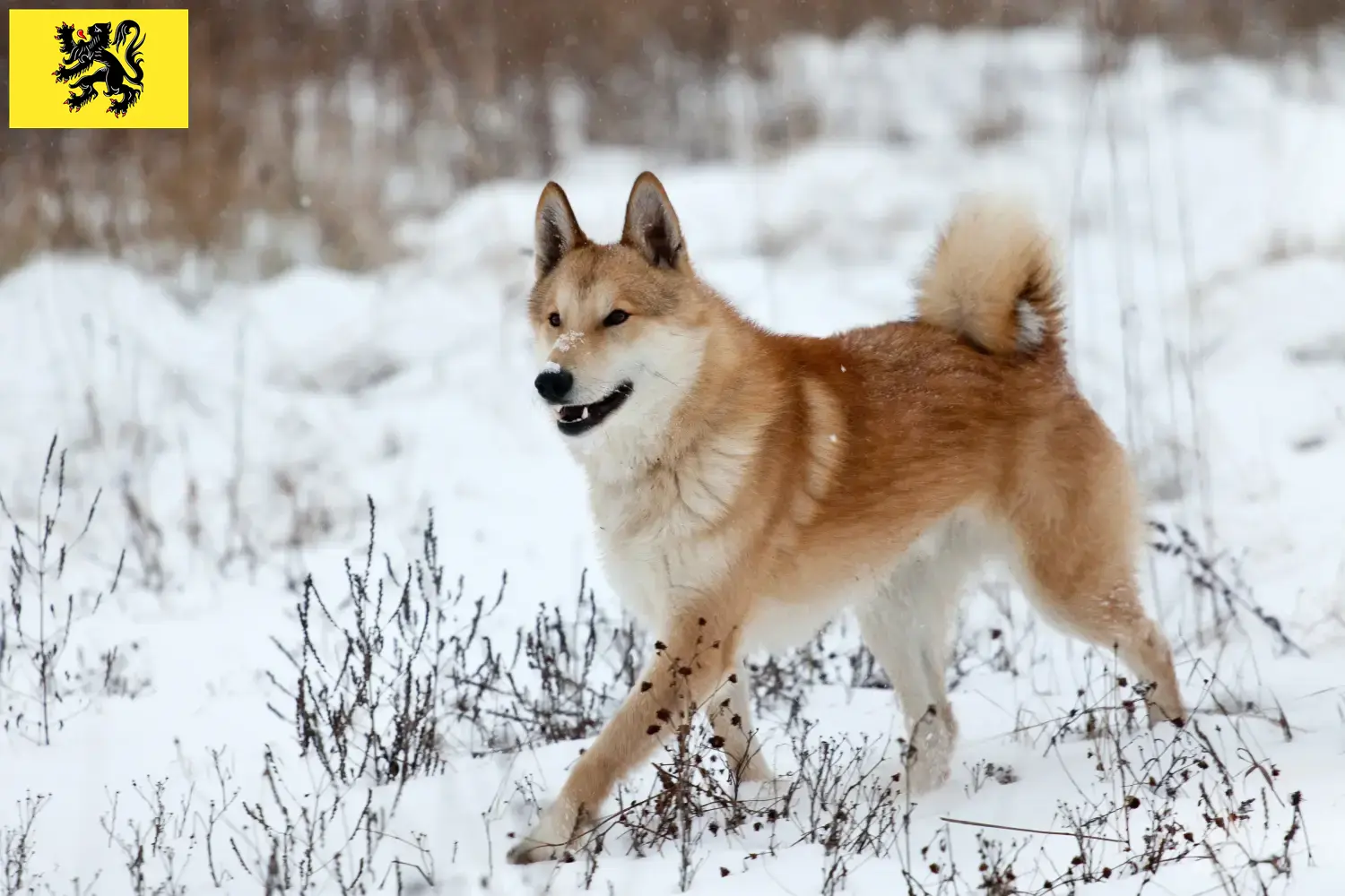 Read more about the article Laika breeders and puppies in Flanders