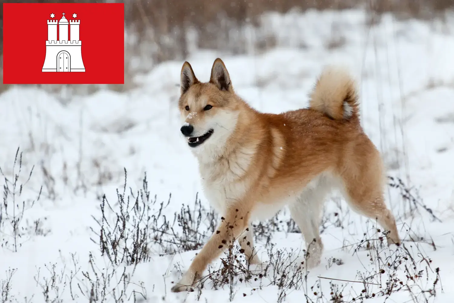 Read more about the article Laika breeders and puppies in Hamburg