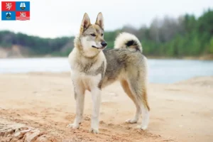 Read more about the article Laika breeder and puppies in Karlsbad