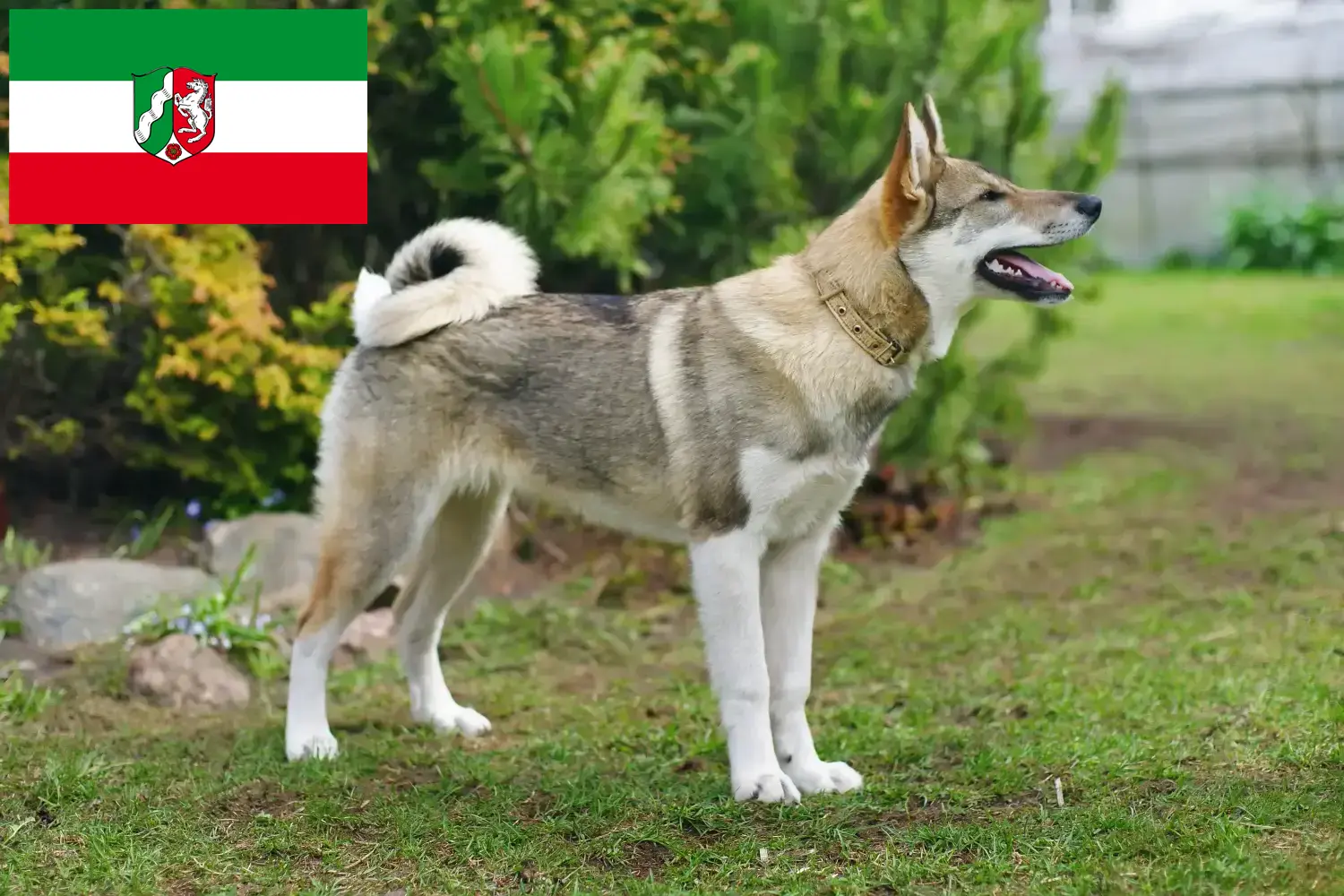 Read more about the article Laika breeders and puppies in North Rhine-Westphalia