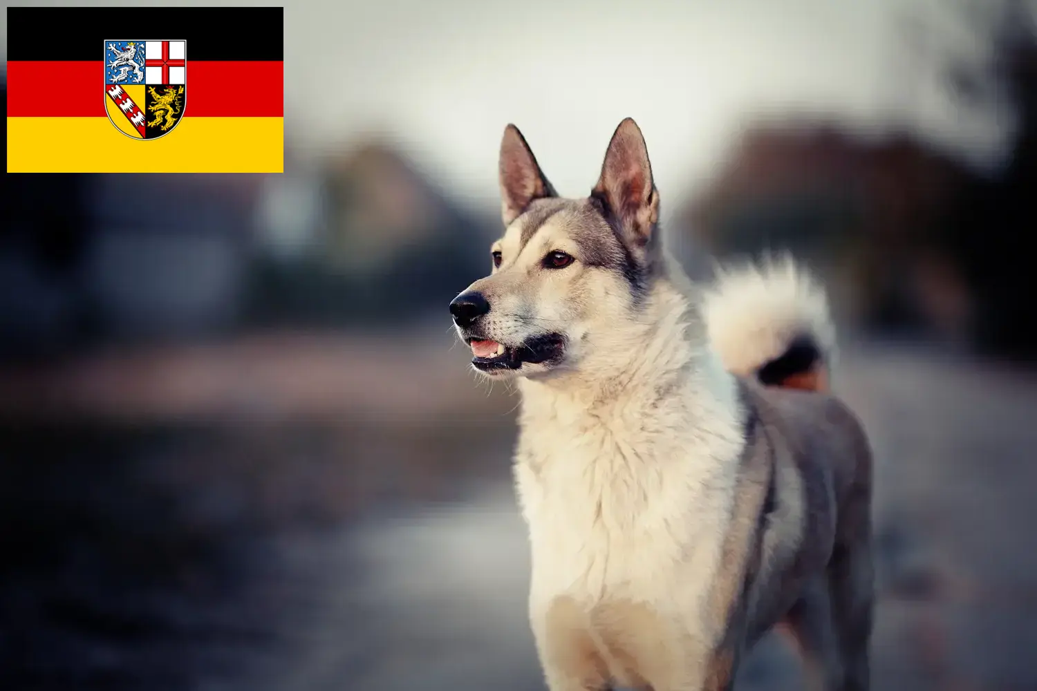 Read more about the article Laika breeders and puppies in Saarland