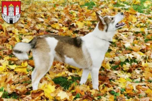 Read more about the article Laika breeders and puppies in Salzburg