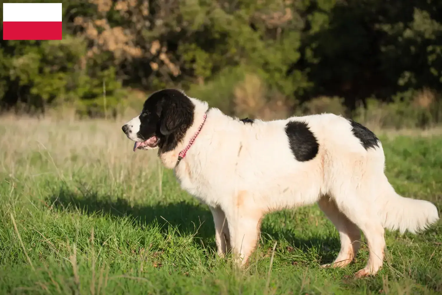 Read more about the article Landseer breeders and puppies in Poland