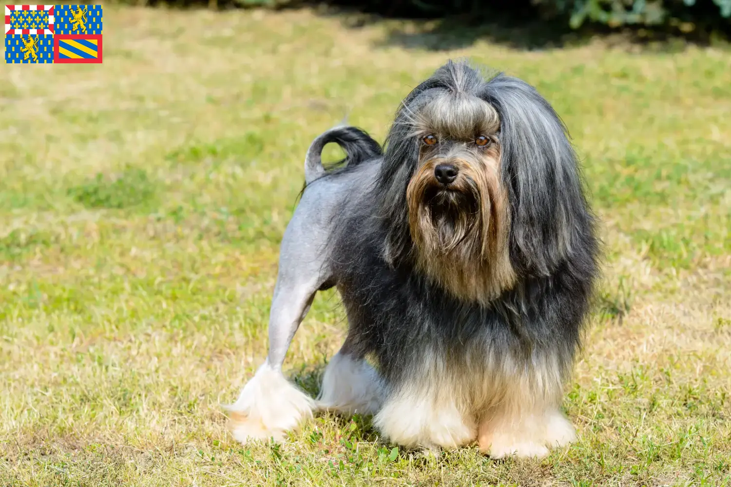 Read more about the article Lion breeders and puppies in Bourgogne-Franche-Comté