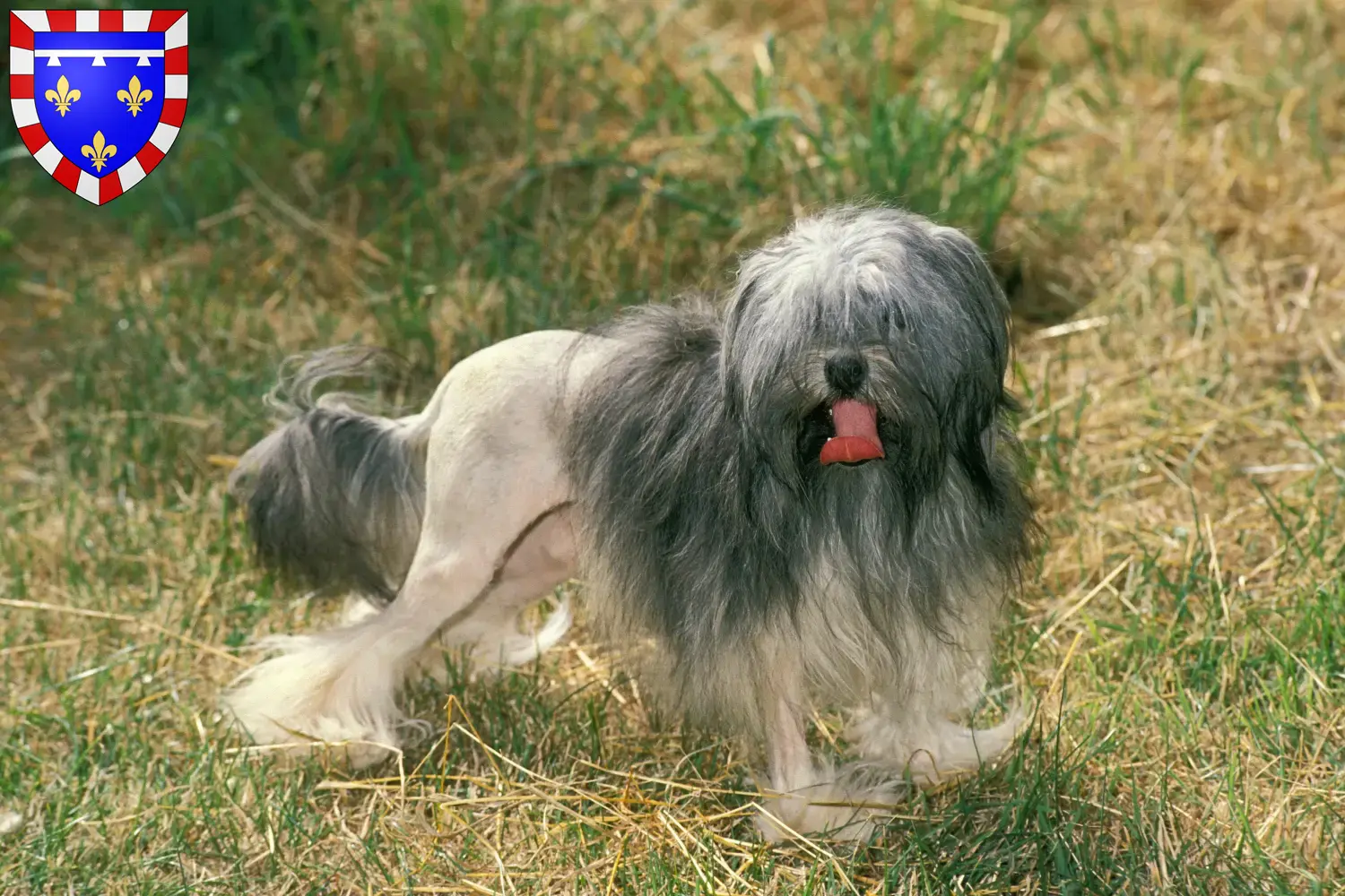 Read more about the article Lion breeders and puppies in Centre-Val de Loire