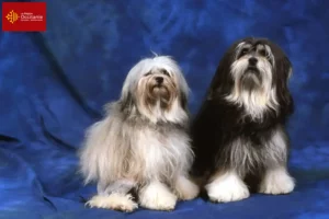 Read more about the article Lion breeders and puppies in Occitania