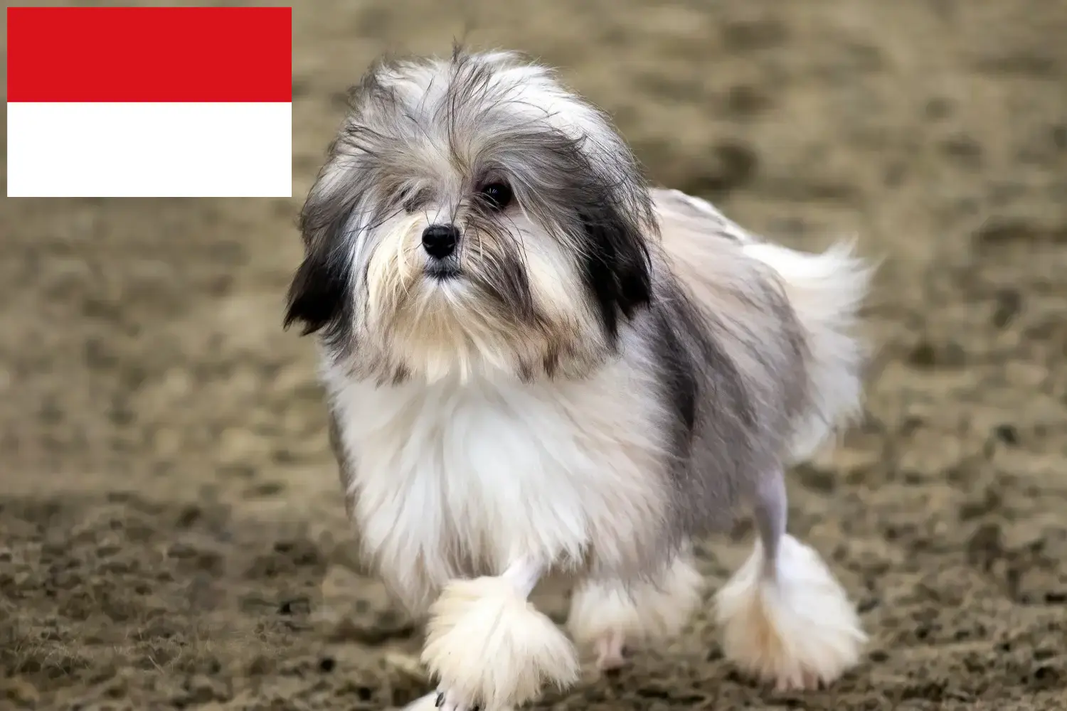 Read more about the article Löwchen breeders and puppies in Vienna