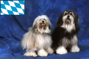 Read more about the article Löwchen breeders and puppies in Bavaria