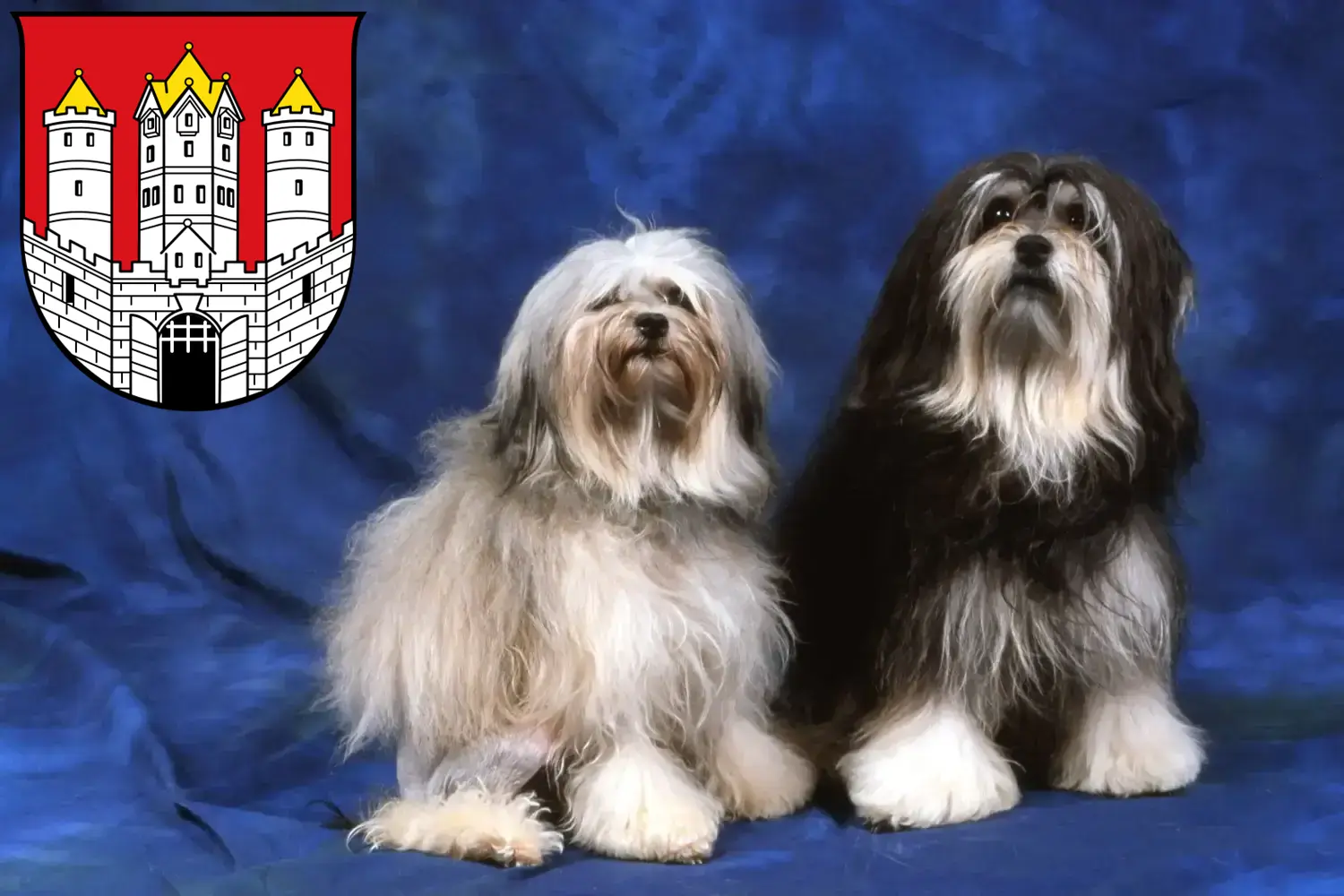 Read more about the article Löwchen breeders and puppies in Salzburg