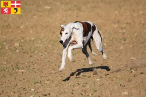 Read more about the article Magyar Agar breeders and puppies in Auvergne-Rhône-Alpes