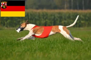 Read more about the article Magyar Agar breeders and puppies in Rhineland-Palatinate