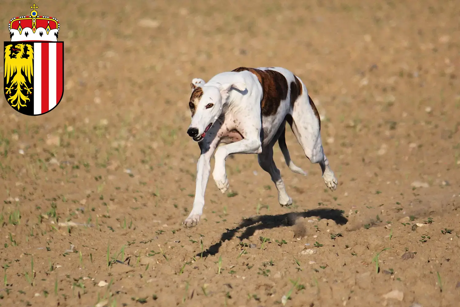 Read more about the article Magyar Agar breeders and puppies in Upper Austria