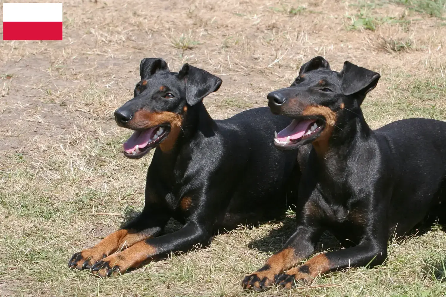 Read more about the article Manchester Terrier breeders and puppies in Poland