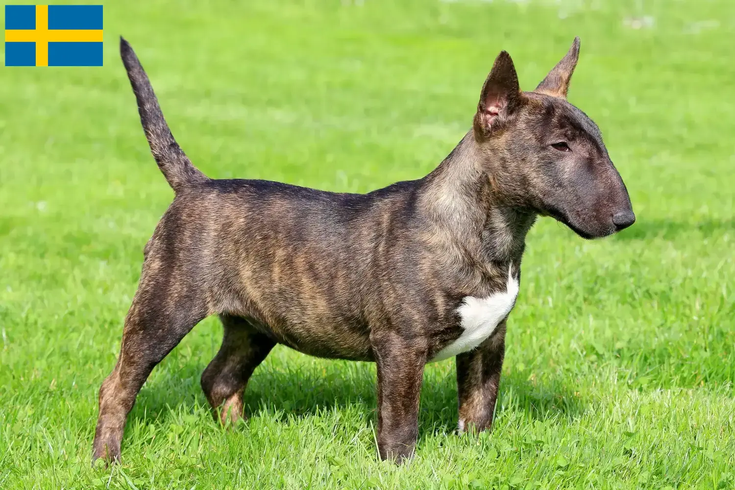 Read more about the article Miniature Bull Terrier breeders and puppies in Sweden