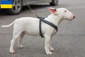 Read more about the article Miniature Bull Terrier breeders and puppies in Ukraine