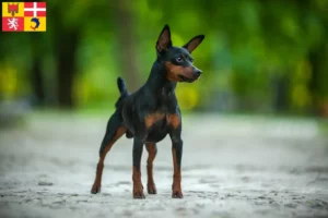 Read more about the article Miniature Pinscher breeders and puppies in Auvergne-Rhône-Alpes