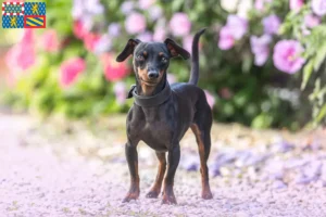 Read more about the article Miniature Pinscher breeders and puppies in Bourgogne-Franche-Comté