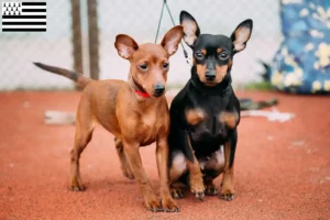 Read more about the article Miniature Pinscher breeders and puppies in Brittany