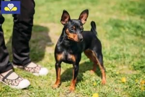 Read more about the article Miniature Pinscher breeders and puppies in the Brussels-Capital Region