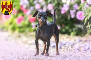 Read more about the article Miniature Pinscher breeders and puppies in Burgenland