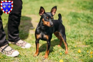 Read more about the article Miniature Pinscher breeders and puppies in Centre-Val de Loire