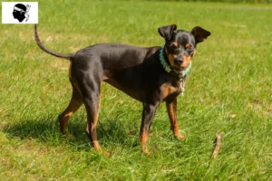 Read more about the article Miniature Pinscher breeders and puppies in Corsica