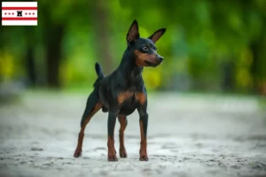 Read more about the article Miniature Pinscher breeders and puppies in Drenthe