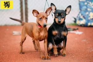 Read more about the article Miniature Pinscher breeders and puppies in Flanders