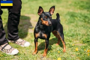 Read more about the article Miniature Pinscher breeders and puppies in Gelderland