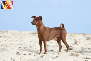 Read more about the article Miniature Pinscher breeders and puppies in Grand Est