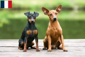 Read more about the article Miniature Pinscher breeders and puppies in Guadeloupe