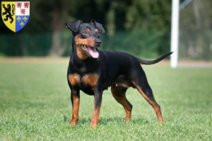 Read more about the article Miniature Pinscher breeders and puppies in Hauts-de-France