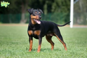 Read more about the article Miniature Pinscher breeders and puppies in Midtjylland