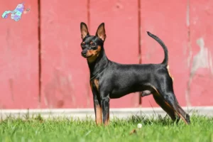 Read more about the article Miniature Pinscher breeders and puppies in Nordjylland