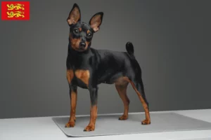 Read more about the article Miniature Pinscher breeders and puppies in Normandy