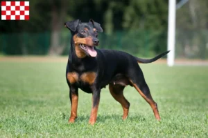 Read more about the article Miniature Pinscher breeders and puppies in North Brabant