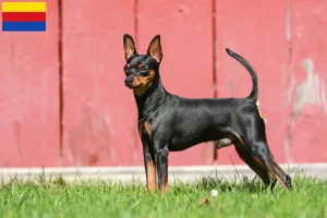 Read more about the article Miniature Pinscher breeders and puppies in North Holland