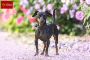 Read more about the article Miniature Pinscher breeders and puppies in Occitania