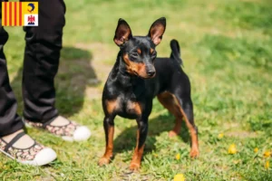 Read more about the article Miniature Pinscher breeders and puppies in Provence-Alpes-Côte d’Azur