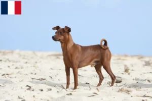 Read more about the article Miniature Pinscher breeders and puppies on Réunion