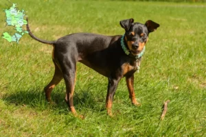 Read more about the article Miniature Pinscher breeders and puppies in Sjælland