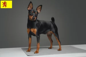 Read more about the article Miniature Pinscher breeders and puppies in South Holland