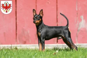 Read more about the article Miniature Pinscher breeders and puppies in Tyrol